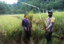 Peduli Bhabinkamtibmas Polsek Sindangwangi Bantu Petani Panen Padi Sekaligus Himbau Penerapan Prokes